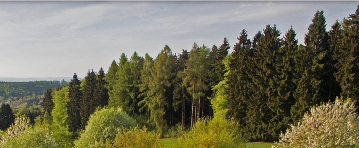 Gemeinsam mit dem Wald in die Zukunft